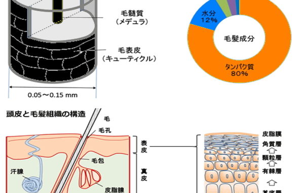 毛髪に仕組み